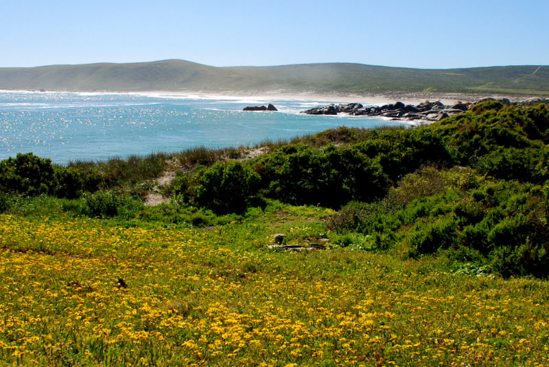 Atlantic plus wildflowers Atlantic plus wildflowers