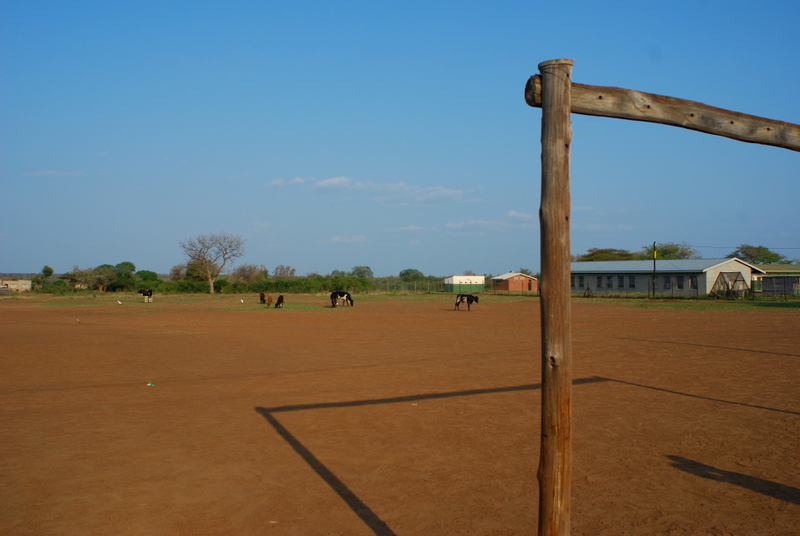 cows on the field