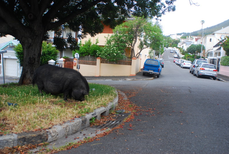 boar, donkeys