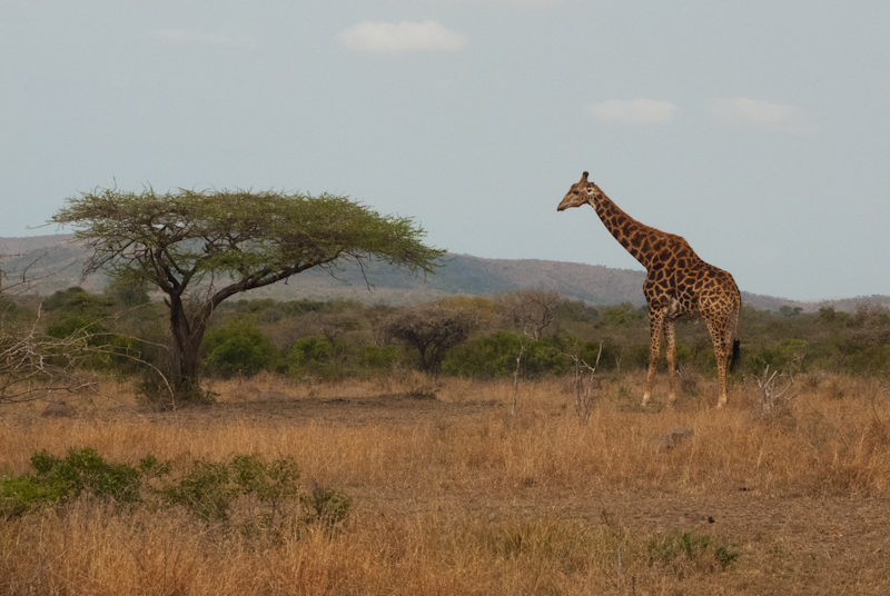 giraffe