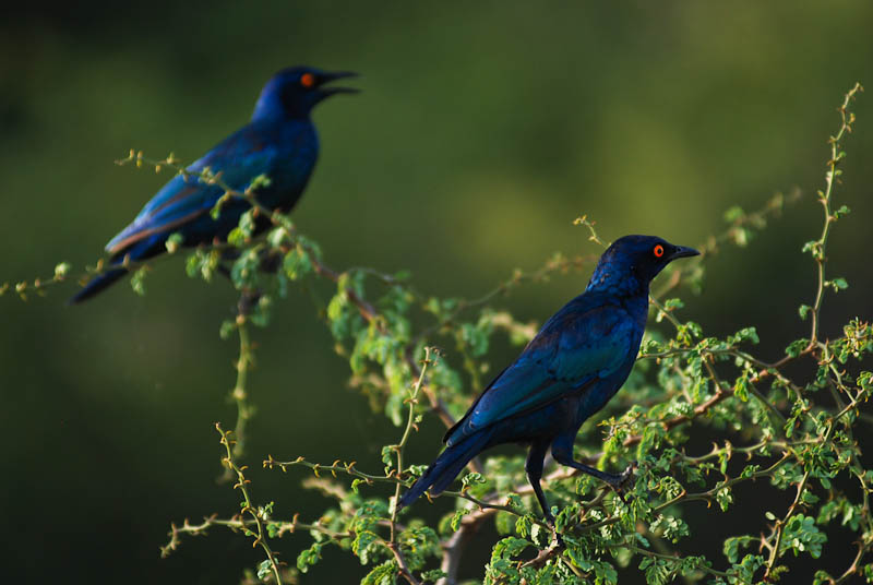 a pair of birds