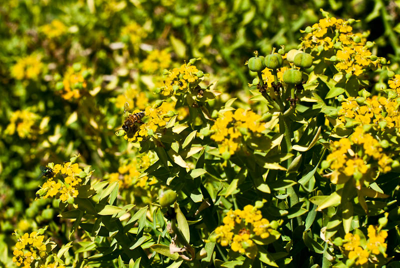 bee on wildflower, west coast, south africa bee on wildflower, west coast, south africa