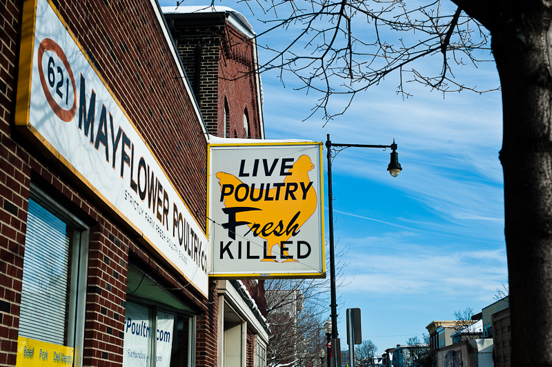 live poultry fresh killed