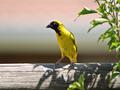 yellow and black
