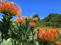 kirstenbosch